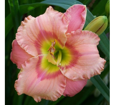 Лілейник, гемерокаліс  Елегант Кенді (HEMEROCALLIS Elegant Candy)